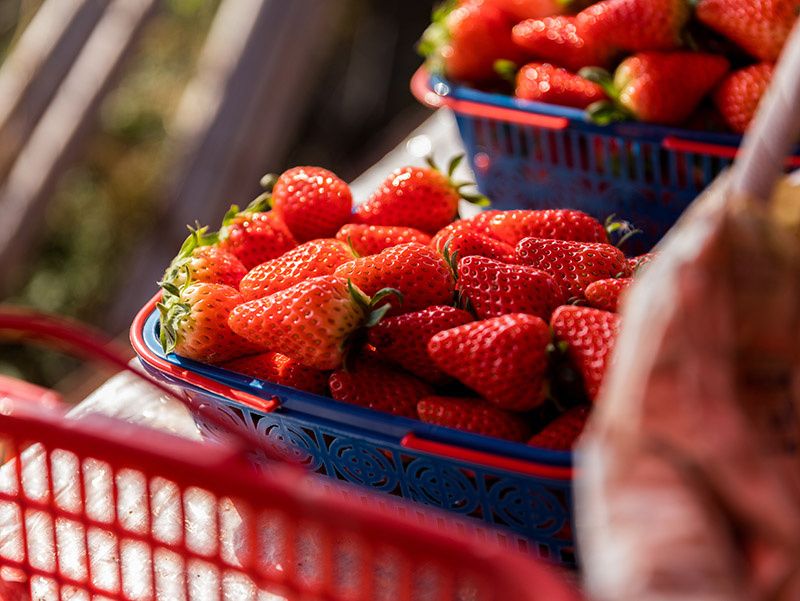 鄆城縣潤(rùn)通蔬菜專(zhuān)業(yè)種植合作社